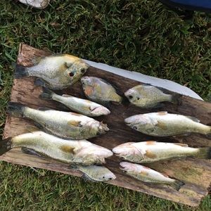 Meet your Posher, Lindsey